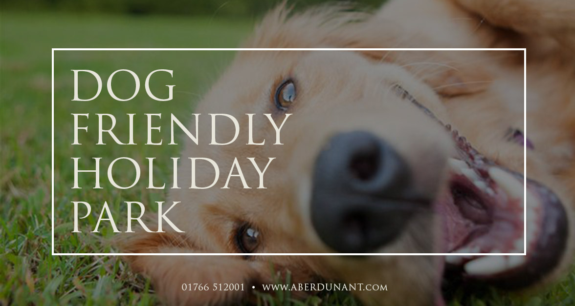 Dog Friendly Holiday Park in North Wales